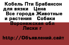 Кобель Пти Брабансон для вязки › Цена ­ 30 000 - Все города Животные и растения » Собаки   . Воронежская обл.,Лиски г.